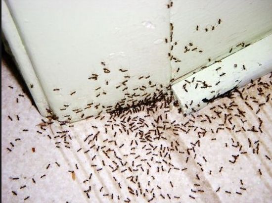 Ayuda a eliminar las hormigas para siempre