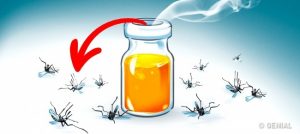 8 Aromas que Alejarán los Mosquitos de tu Hogar, por Fin: ¡Te quedarás sorprendida de lo rápido que sucede!